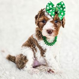 Arwen - Chocolate merle female Bernedoodle puppy in Gaylord, Michigan from Dog Mom Co. Doodles