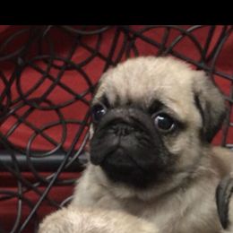 French Bulldog and Pug Puppies from Lyons Pride Pups