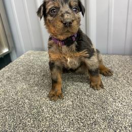 Purple - Harlequin female Beauceron puppy in Floyd’s Knobs, Indiana from Birdwing Beaucerons