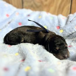 Dallas - Phantom male Goldendoodle puppy in Pittsburg, Texas from Grace Springs Goldendoodles