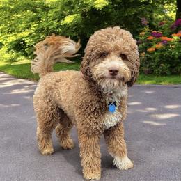 Mav - Aussiedoodle