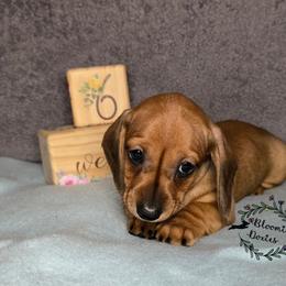 Red - Red male Dachshund puppy in Valrico, Florida from Bloomin Doxies