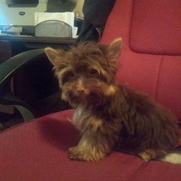 Reece - Yorkshire Terrier