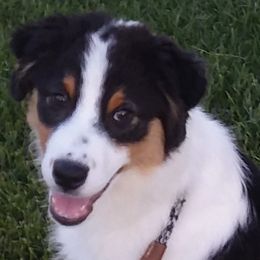 Australian Shepherds from Rocky Mountain Australian Shepherds