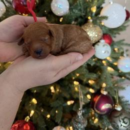 Red - Apricot female Goldendoodle puppy in Meridian, Idaho from Goldendoodle of Idaho