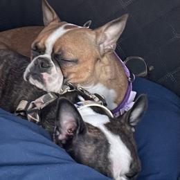 Boston Terrier Puppies from Boston Terrier Besties
