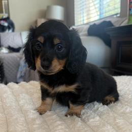 Hazel - Black and cream female Dachshund puppy in Menifee, California from TeenieWeenieDoxies