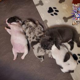 Boston Terrier and French Bulldog Puppies from Freedom Bostons
