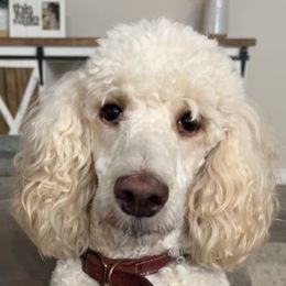 Aussiedoodle, Bernedoodle, and Poodle All Grown Up from Miller's Doodles