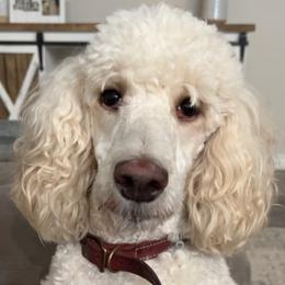 Aussiedoodle, Bernedoodle, and Poodle All Grown Up from Miller's Doodles