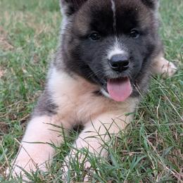 Saki's Boy 5 - Black male Akita puppy in South Carolina from Sierra Mountain Akitas