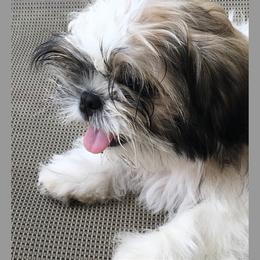 Shih Tzu Puppies from Kuntry Tyme Shih Tzus