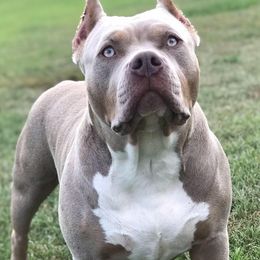 Anthem - American Bully