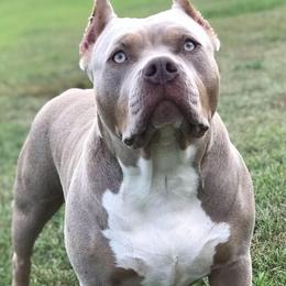 Anthem - American Bully