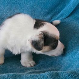 Titania - Black and white female Cardigan Welsh Corgi puppy in Larsen, Wisconsin from Pondside Kennels