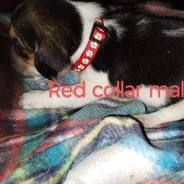 Boy 1 - Beagle puppy from Lacy's Beagles