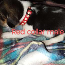 Boy 1 - Beagle puppy from Lacy's Beagles