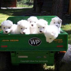 Samoyed Puppies from Silver Fox Samoyeds