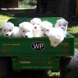 Samoyed Puppies from Silver Fox Samoyeds
