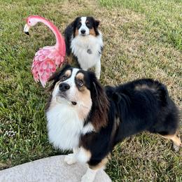 Australian Shepherd All Grown Up from Emerald Mists Australian Shepherds