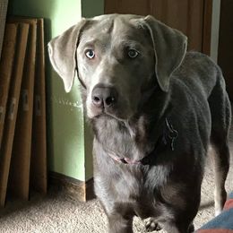 Labrador Retriever All Grown Up from Danette Nowicki