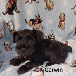 Garwin - Black male Miniature Schnauzer puppy in Midland, Texas from Shebbies Puppy Palace