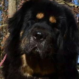 Tibetan Mastiffs from Mystical kennel
