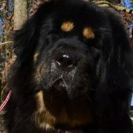 Tibetan Mastiffs from Mystical kennel