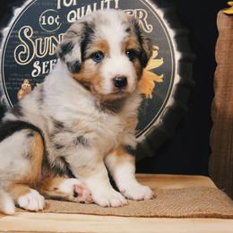 Australian Shepherd Puppies from Cooper Ridge Aussies