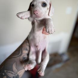 Spot - Piebald male Dachshund puppy in Paradise, California from Barnes’ Doxies