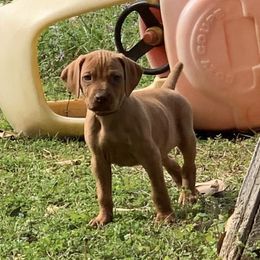 Wirehaired Vizslas from Savage Kennels LLC