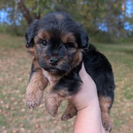 Mocha - Black and tan female Yorkipoo puppy in Coshocton, Ohio from Forever Family Puppies