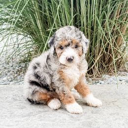 CRACKLE - Blue merle male Aussiedoodle puppy in Sharpsburg, Georgia from Steindoodles