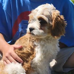 Anna - Cavapoo