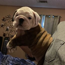 Bulldog Puppies from Southeastern Squishabulls