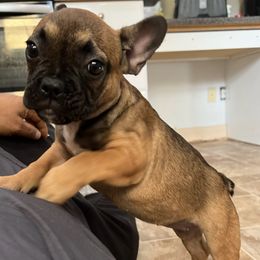 French Bulldogs and Pugs from Frankspugs72