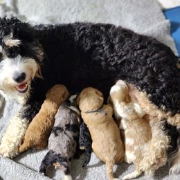 Daisy - Bernedoodle