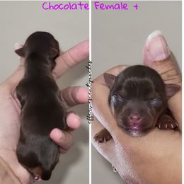 Poodle and Yorkshire Terrier Puppies from Effervescent-Pooches