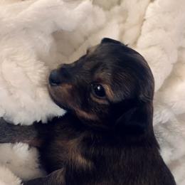 Prague Ratter Puppies from North Star Gem’s Prague Ratters
