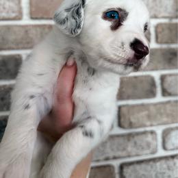 Fern - LUA blue eye liver long coat - White and liver brown female Dalmatian puppy in Jefferson, Georgia from Spotted Jewels Dalmatians