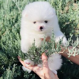 Bruno - White male Pomeranian puppy in Hot Springs, Arkansas from Pomeranian Empire