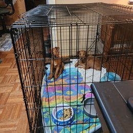 Rowan - Red male Irish Terrier puppy in Sagle, Idaho from Jackman's Puppies