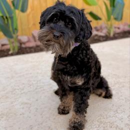Rumor - Australian Labradoodle