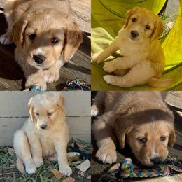 Alice - Parti female Assorted Doodle Crosses puppy in Irmo, South Carolina from Kava Kennels