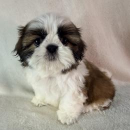 Sophia Loren - Gold and white female Shih Tzu puppy in Winston Salem, North Carolina from Little Miracles Shih Tzu