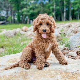 Australian Labradoodle Puppies from West Haven Australian Labradoodles