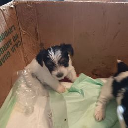 Girl 1 - Chocolate, tan and white Yorkshire Terrier puppy in Redford Township, Michigan from Childress Yorkies