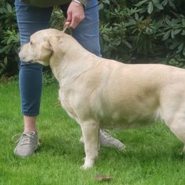Jewels - Labrador Retriever