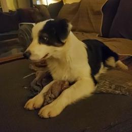 Grover - Black tri-color male Australian Shepherd puppy in Rossville, Tennessee from GoodSprings Aussies