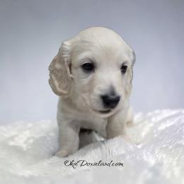 Moses - Cream male Dachshund puppy in Oklahoma City, Oklahoma from OkieDoxieland Dachshunds
